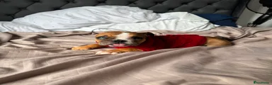 English Bulldog 1