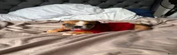 English Bulldog dogs for sale:  🐾 13-Week-Old Female English Bulldog Puppy - Advert 2