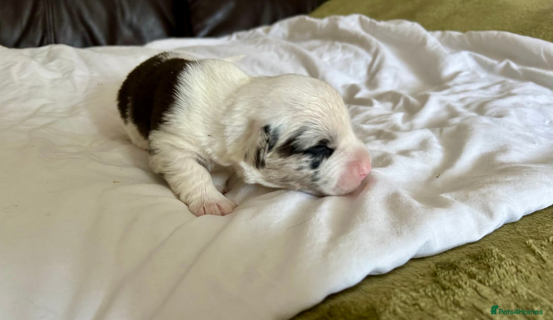 Welsh Corgi Cardigan dogs for sale: Show Quality KC Pedigree Corgi Cardigan Puppies  - Image 19
