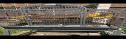 Conures birds for sale: Conure and cage - Advert 4