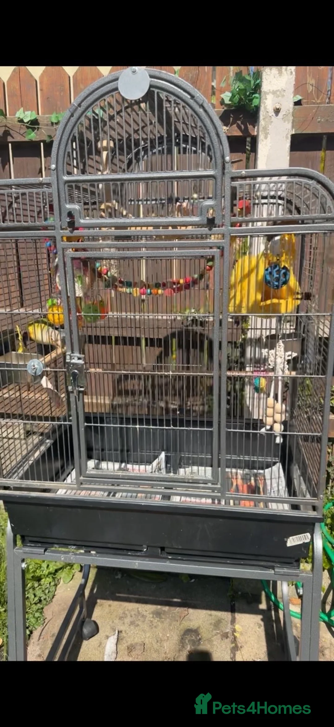 Conures birds for sale: Conure and cage - Advert 4