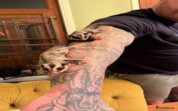 Sugar Glider rodents for sale: 4x sugar gliders - Advert 1