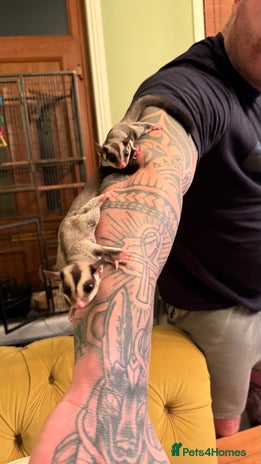 Sugar Glider rodents 4x sugar gliders (may sell in pairs) - Advert 1