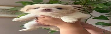 Shih Tzu 2