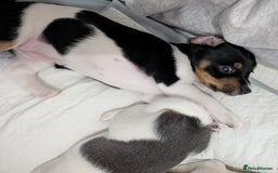 Jack Russell dogs for sale: 🐶 Jack Russell Puppies  – 2 Females 🐶 - Image 16