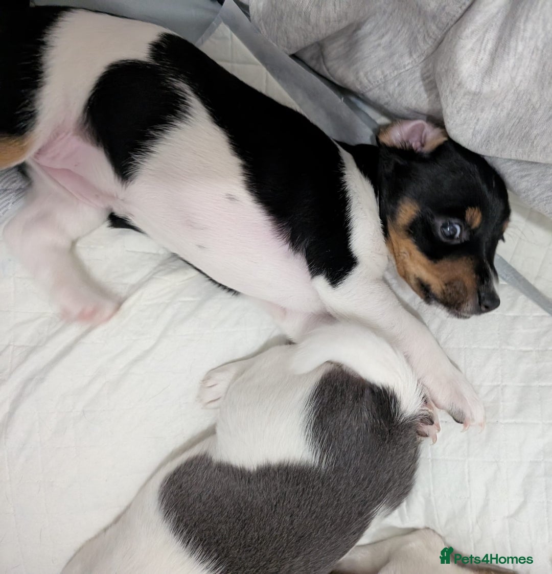 Jack Russell dogs for sale: 🐶 Jack Russell Puppies  – 2 Females 🐶 - Image 16