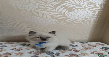 Ragdoll cats Male£500, female£550 - Advert 14