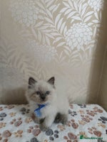 Ragdoll cats Male£500, female£550 - Advert 14