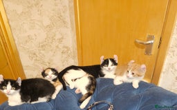 Mixed Breed cats for sale: Half spyhnx half calico  - Image 1