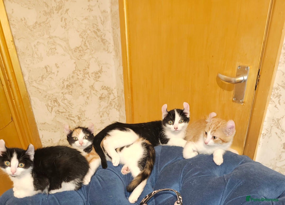 Mixed Breed cats for sale: Half spyhnx half calico  - Image 1