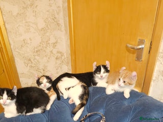 Mixed Breed cats - Advert 19