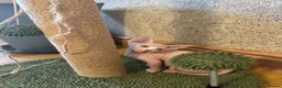 Sphynx cats for sale: Last pink green eyed sphynx kittens 😊 - Advert 4