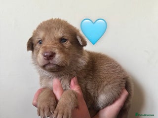 German Shepherd dogs Stunning German Shepherd X Puppies - Advert 1