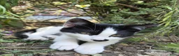 Domestic Shorthair cats for sale: Dynamic Duo Looking for an Outdoor Adventure! in Hook - Advert 9