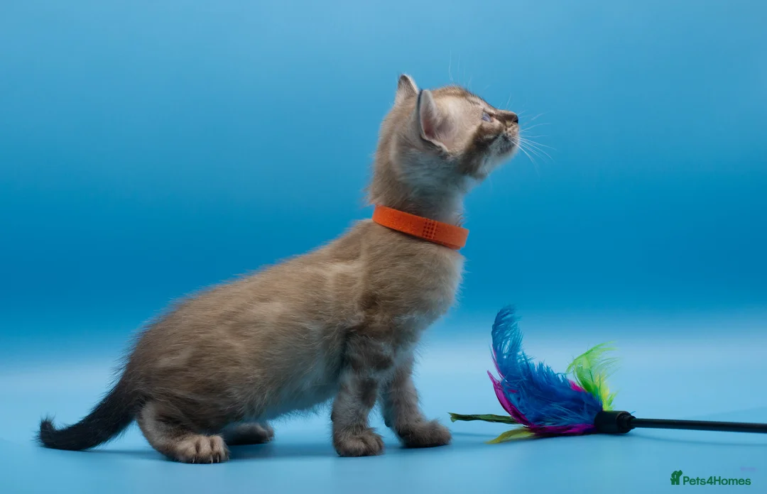 Bengal cats for sale: TICA Registered Bengal Kittens – Truly Magnificent - Advert 29