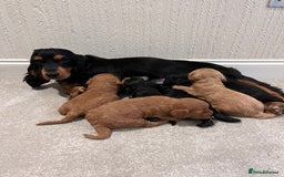 Cockapoo dogs for sale: ADORABLE COCKAPOO PUPPIES BOTH PARENTS ARE HERE  - Image 5