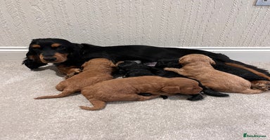 Cockapoo dogs - Advert 9