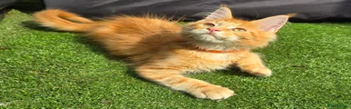 Orange collar 