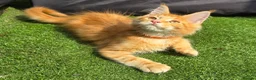 Maine Coon cats for sale: Last Boy Ready now Tica MaineCoon  - Advert 21