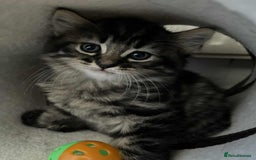 Mixed Breed cats for sale: Beautifull fluffy kittens  - Image 8
