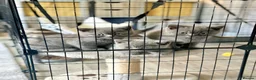 British Shorthair cats for sale: British shorthair kittens (blue) - Advert 7
