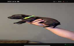 Staffordshire Bull Terrier dogs for sale: Staffordshire bull terrier Staffy staffie - Image 11