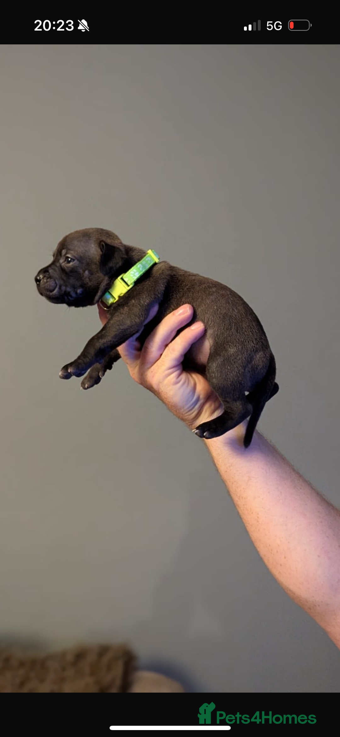 Staffordshire Bull Terrier dogs for sale: Staffordshire bull terrier Staffy staffie - Image 11