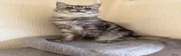 Maine Coon cats for sale: GCCF Maine coon Russian Import line👑 - Advert 24