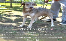 Mixed Breed dogs for adoption: 🐾 Grace – gentle Lurcher - heart full of grace 🐾 - Image 1