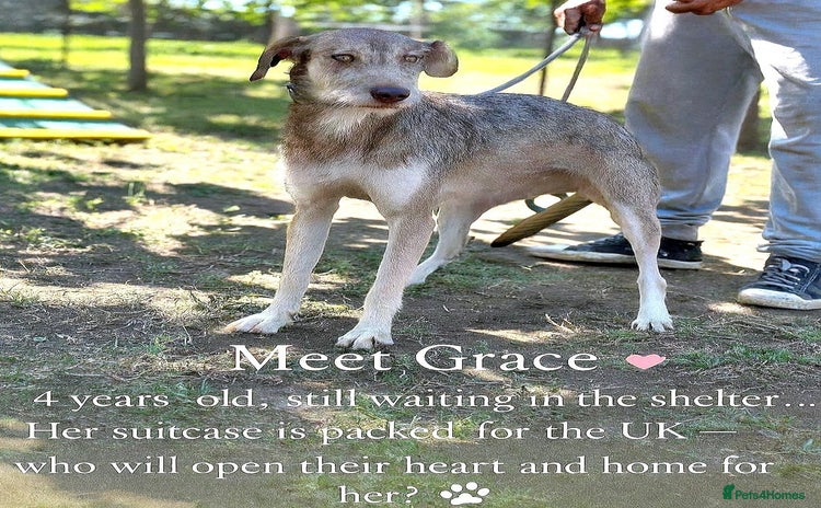 Mixed Breed dogs - Advert 3