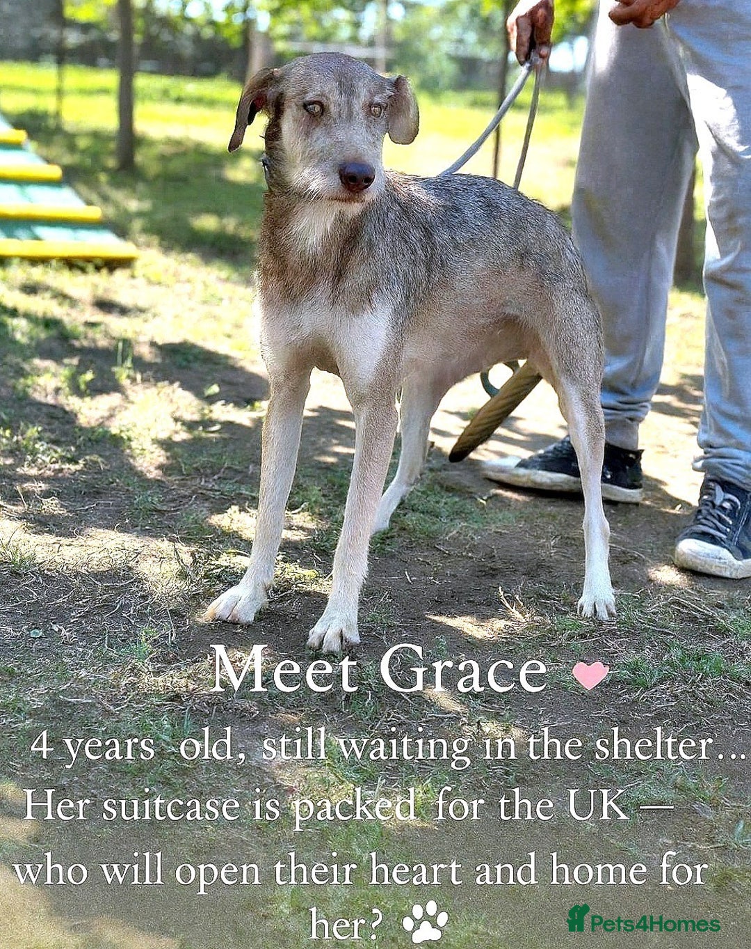 Mixed Breed dogs for adoption: 🐾 Grace – gentle Lurcher - heart full of grace 🐾 - Image 1
