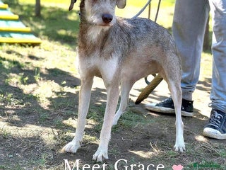 Mixed Breed dogs - Advert 20