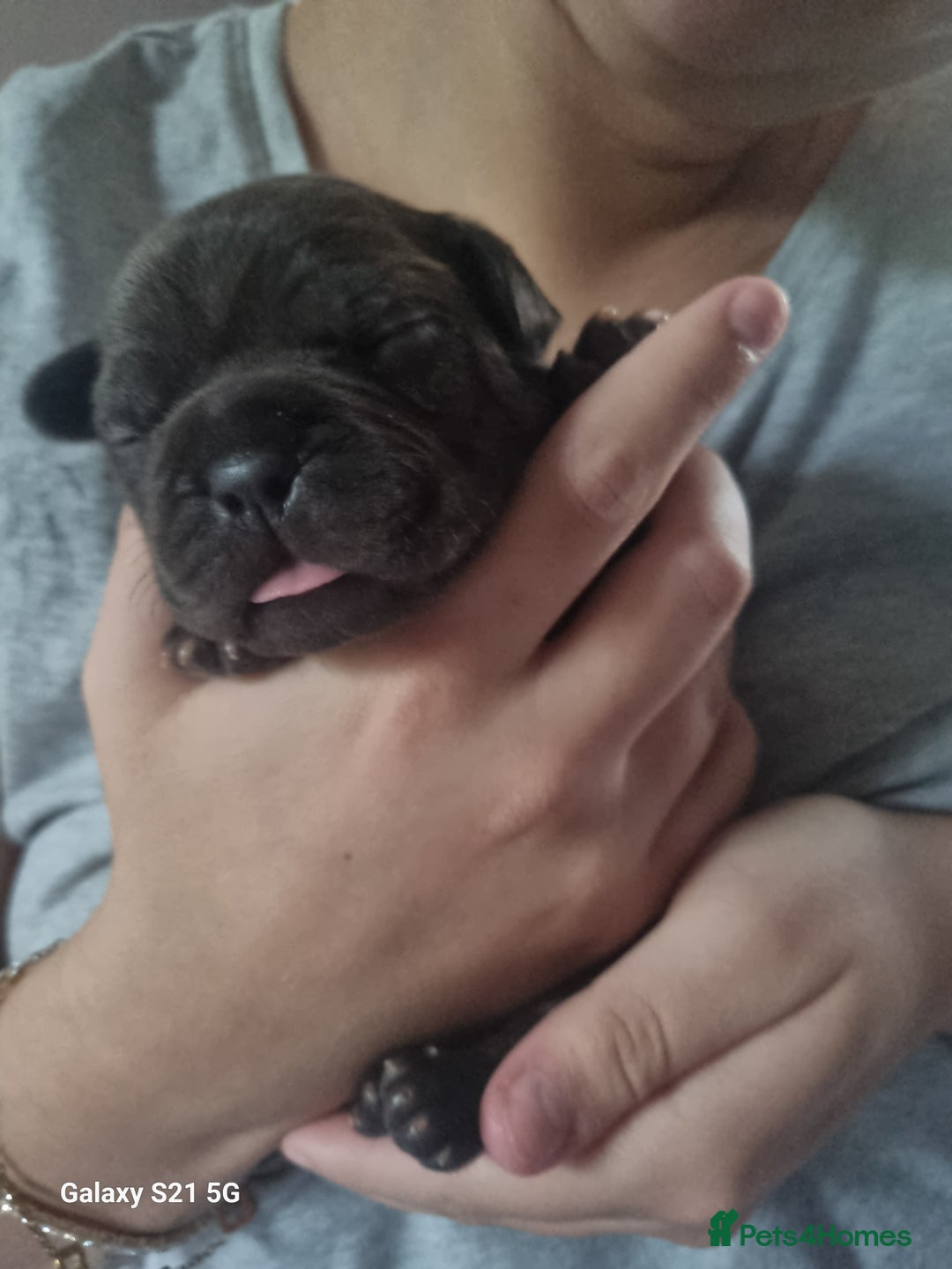 French Bulldog dogs for sale: Kc registered french bulldogs for sale. - Advert 3
