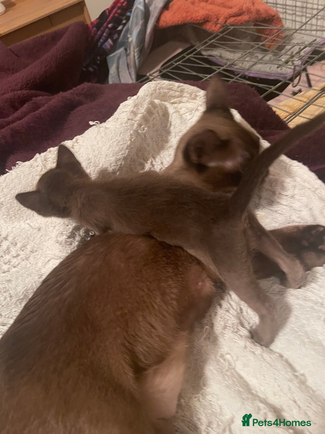 Burmese cats for sale: Gorgeous GCCF Burmese brown male - Advert 6