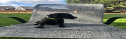 Mixed Breed dogs for sale: Border terrier x Jack Russell terrier puppies 🏡 - Advert 22