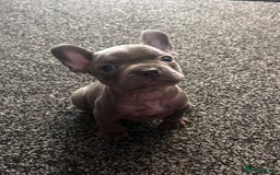 French Bulldog dogs for sale: french bulldog puppies  - Image 2