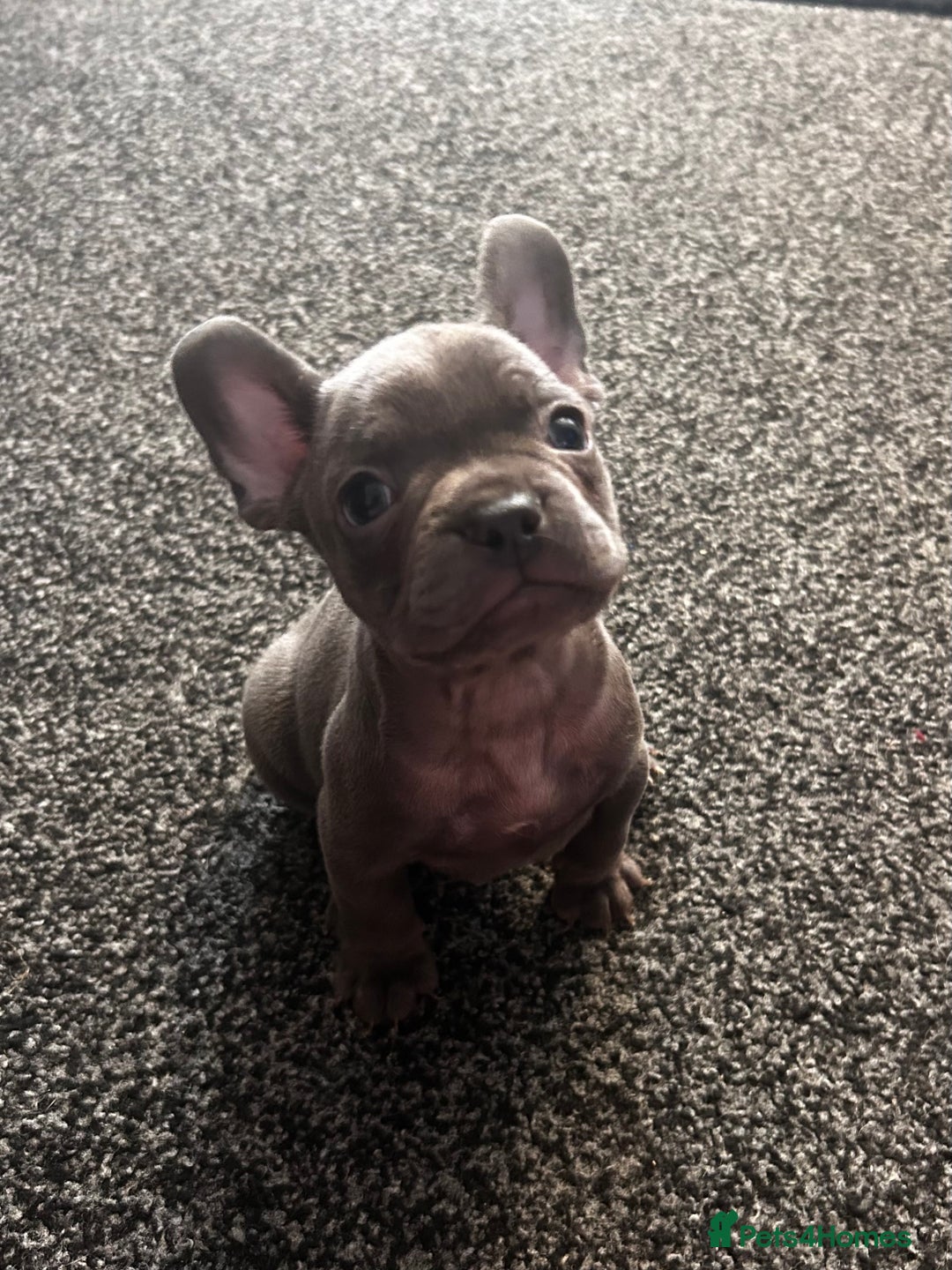 French Bulldog dogs for sale: french bulldog puppies  - Image 2