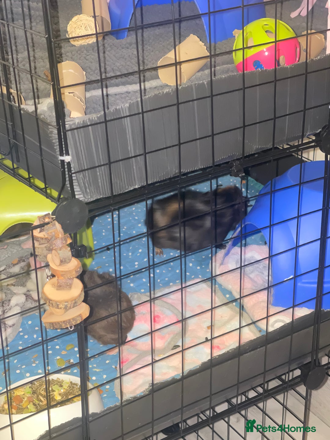 Guinea Pig rodents for sale: Mother and 3 babies  - Image 3