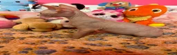 Sphynx cats for sale: Beautiful Sphynx Kittens – Ready 5th October - Advert 17