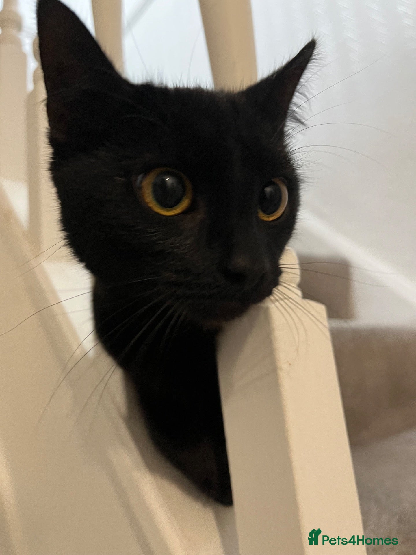 Domestic Shorthair cats Wendy - Black Cat 🐈‍⬛ - Advert 9