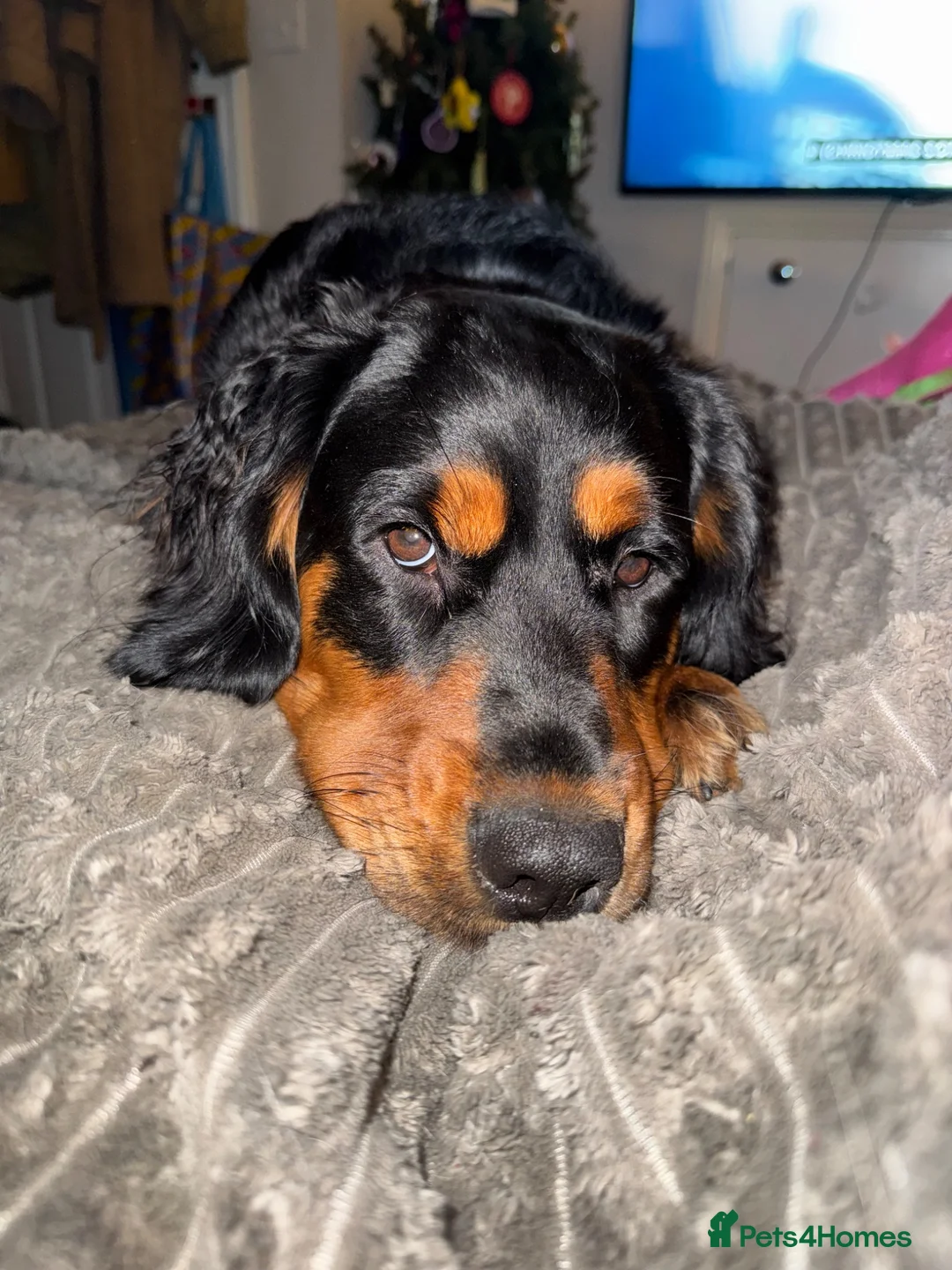 Mixed Breed dogs for sale: Rottweiler cross spaniel  - Advert 2
