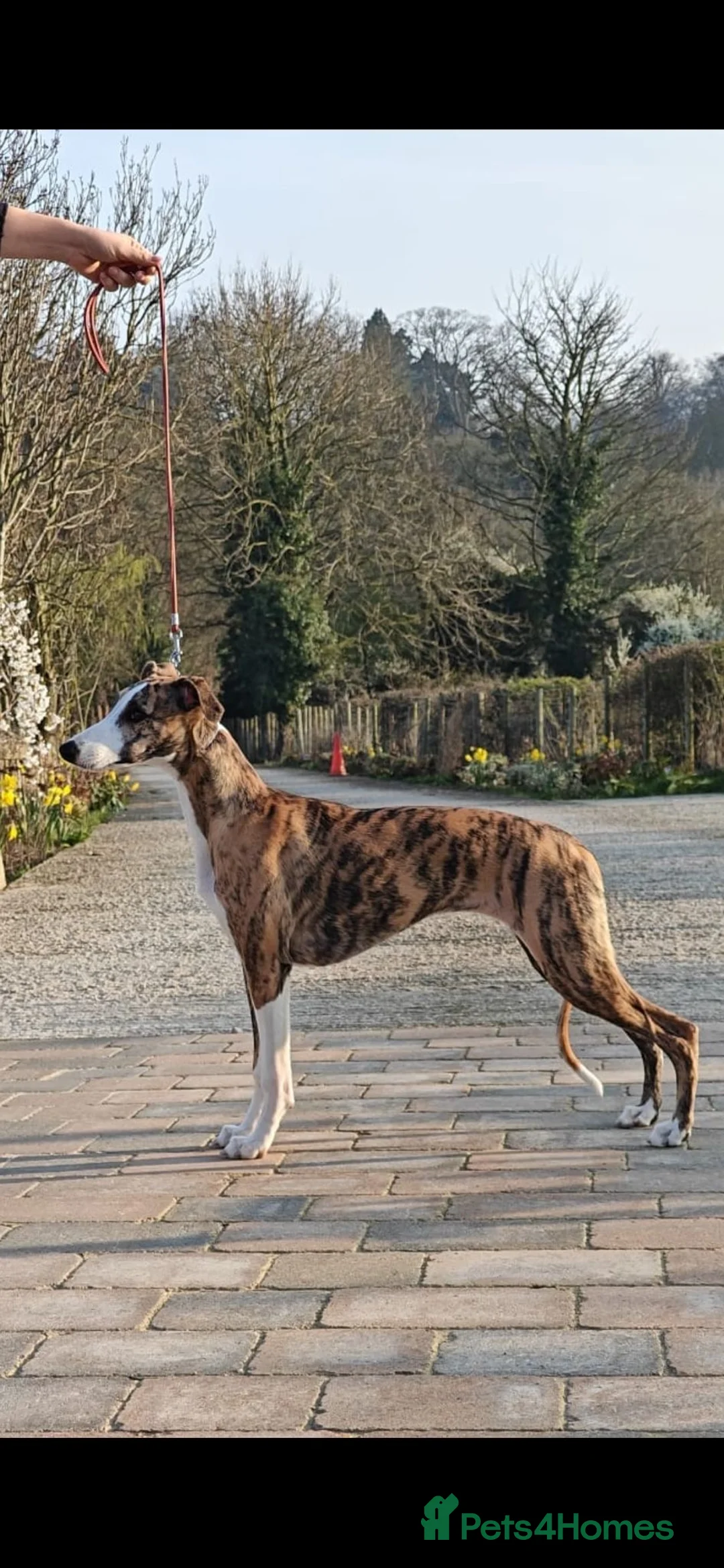Whippet dogs for sale: Gorgeous Whippet girl  - Advert 1
