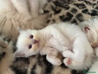 Ragdoll cats Beautiful ragdolls - Advert 2