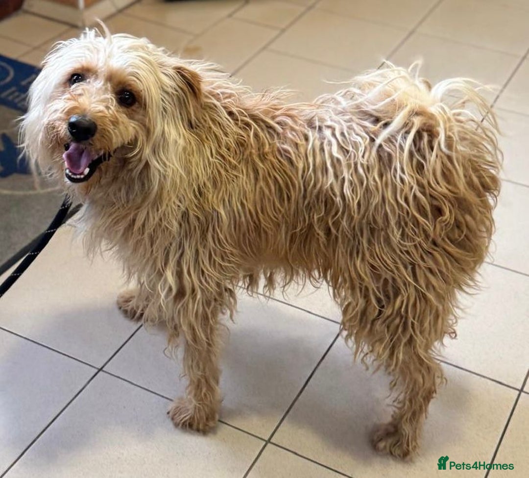 Mixed Breed dogs for adoption: Wonderful Marcus needs a loving home - Image 14