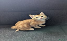 Manx cats for sale: Manx/Calico kittens for sale  - Image 10