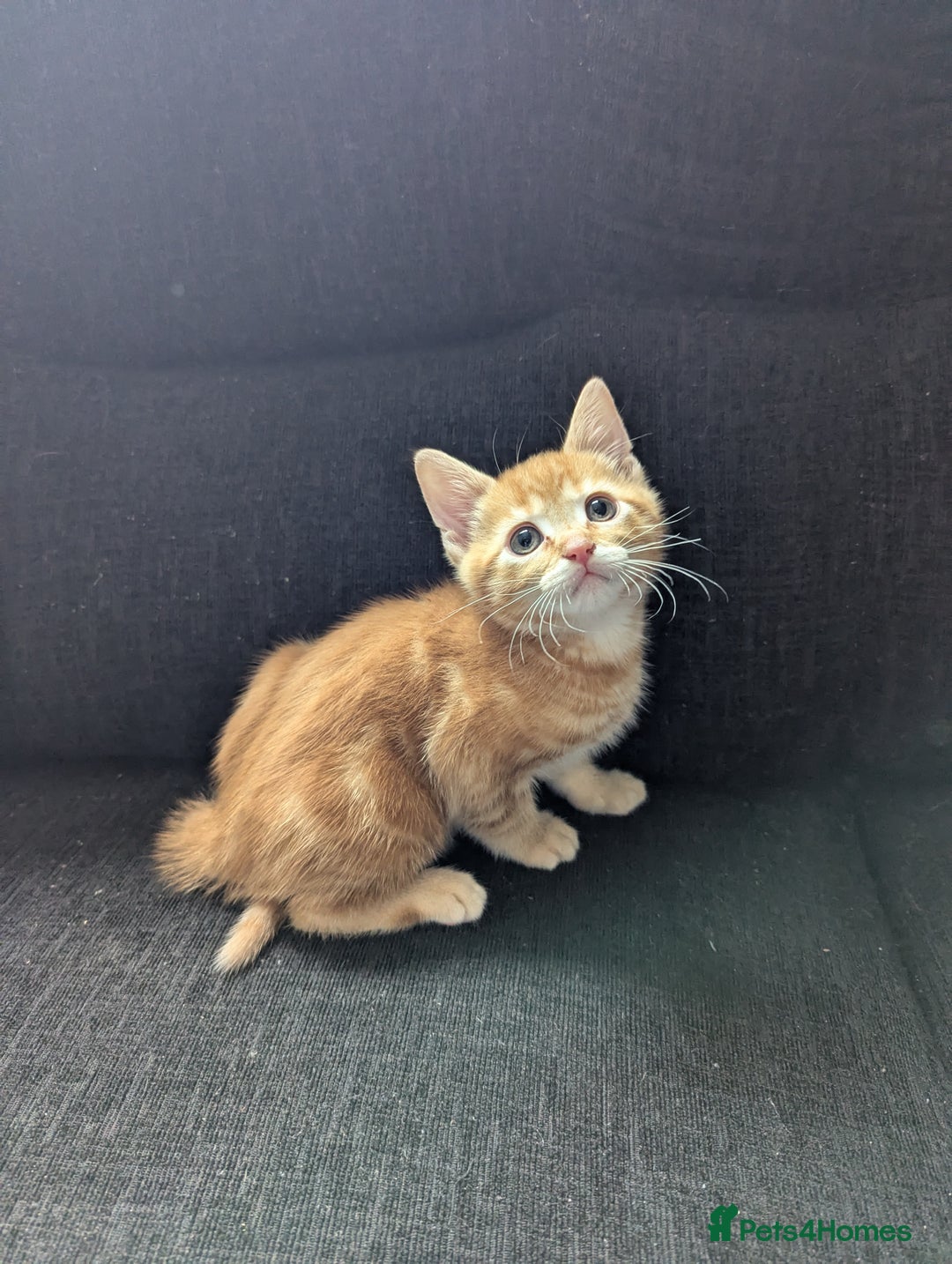 Manx cats for sale: Manx/Calico kittens for sale  - Image 10
