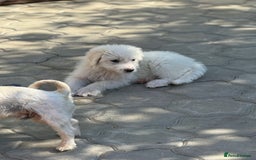 Mixed Breed dogs for adoption: Meet JOJO - a superb big girl, for a Loving Home - Image 10