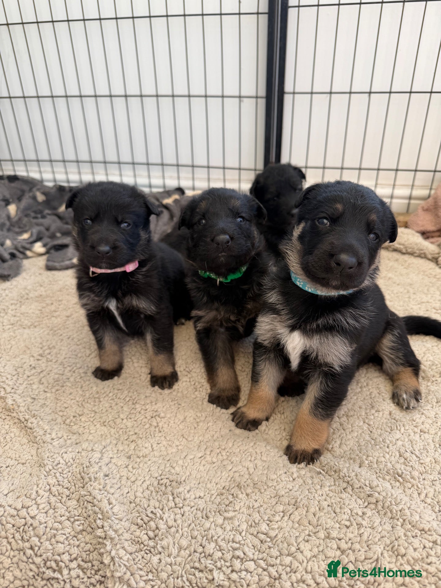 German Shepherd dogs Short haired German shepherd puppies  - Advert 1