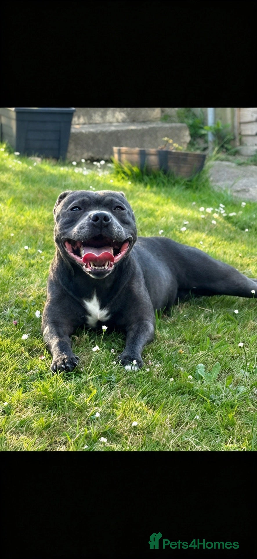 Staffordshire Bull Terrier dogs for sale: Little Black Beauty waiting For Her Forever home! - Advert 9
