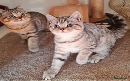 British Shorthair cats for sale: Beautiful British shorthaired kittens  - Image 1